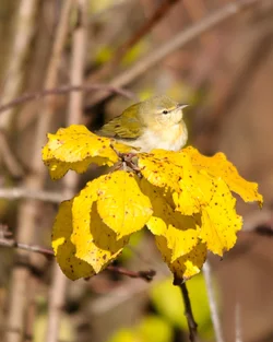 $Yellow Warbler-Brian Turner-Open.webp