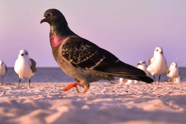$pigeon-2.webp