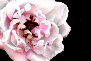 $flower macro2.webp