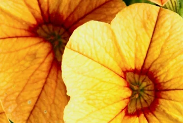 $flower.webp