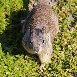 $squirrel.webp $squirrel.webp