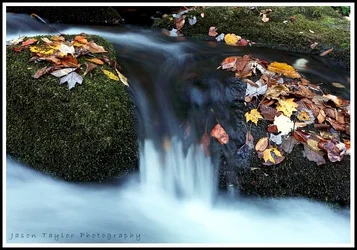 $leaves and small waterfall.webp