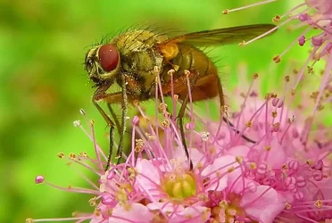 $14. Basic - 5 Outings super bug.webp