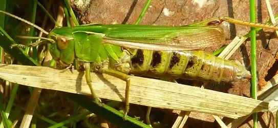 $14. Basic - 5 Outings grass hopper.webp