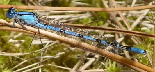 $14. Basic - 5 Outings dragon fly.webp