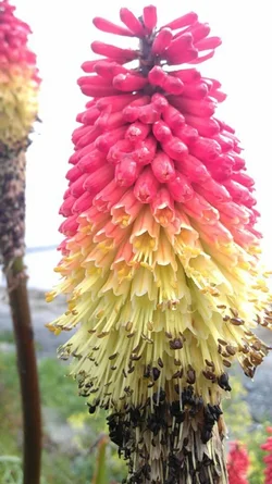 $Seaside plant.webp