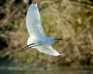 $Snowy Egret Flight by Robert Turchick.webp