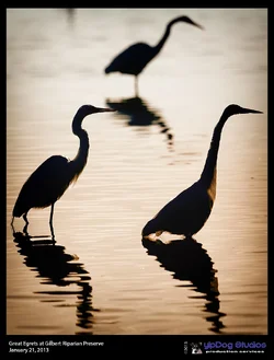 $Great Egret Silhouettes by Robert Turchick.webp