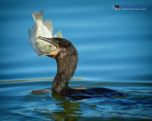 $Sushi_Is_Served_by_Robert_Turchick1024.webp