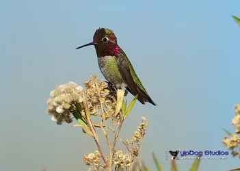 $1DX_2891.webp