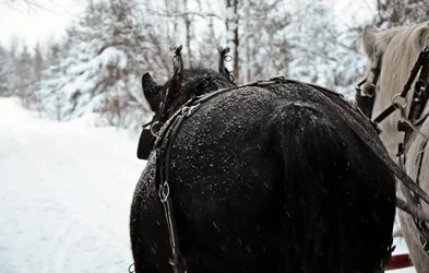 $horseass (540x344).webp