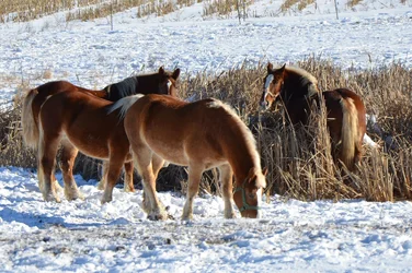 $Horses3.webp