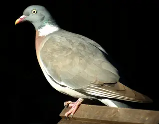 pigeon.webp