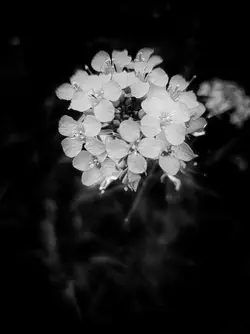 20240614_125112.webp