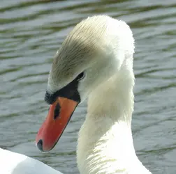 100_0040.webp