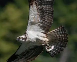 Osprey trout-1 ed1.webp