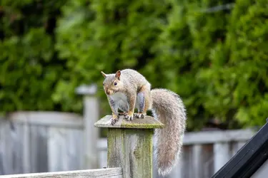 Brown-Squirrel-s.webp