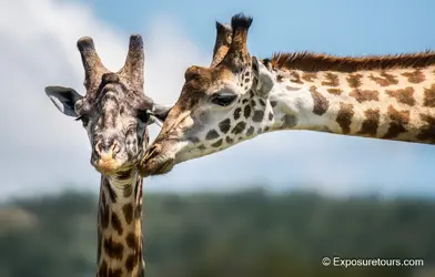 giraffe cup kiss_ep.webp