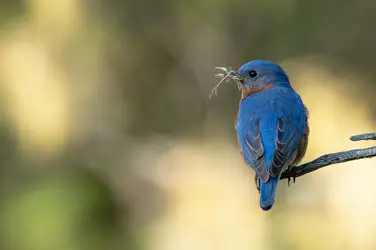 Eastern Bluebird.webp