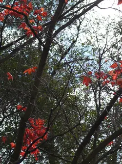 P1020737bCrop1200.webp