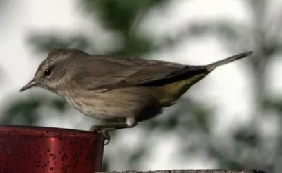 P2280198.ORF.webp