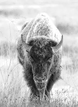 frosty_cow_BW.webp