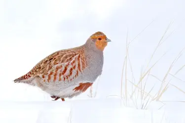 Jan20_hun.webp
