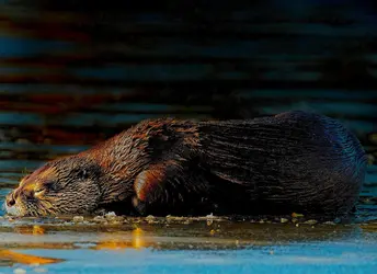 otter.webp