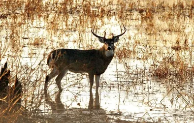 $Buck_Wading_at_Sunset_5_1.webp