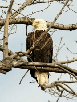 $Squaw Creek_2009_11.webp
