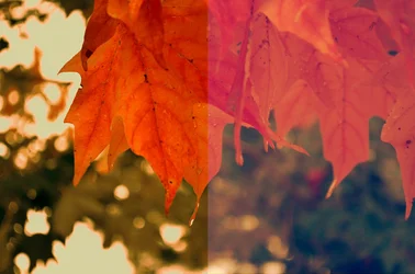 $leaves2.webp