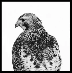 $hawk 1 bw fr.webp $hawk 1 bw fr.webp