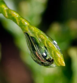 $water drop on juniper-3.small.webp