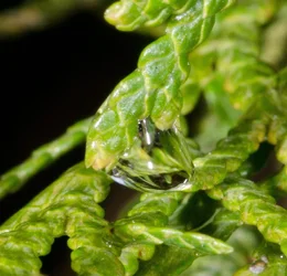 $water drop on juniper-4.small.webp