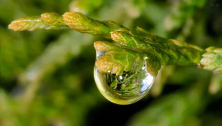 $water drop on juniper-6.small.webp