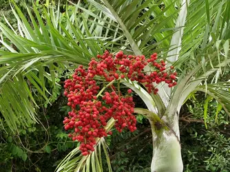 $Royal Palm.webp
