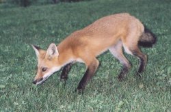 $fox2.jpg