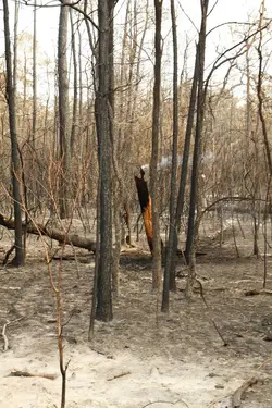 $2011 Wildfire 1.webp
