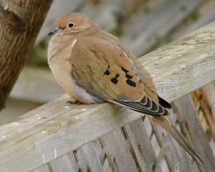 $bird.webp $bird.webp