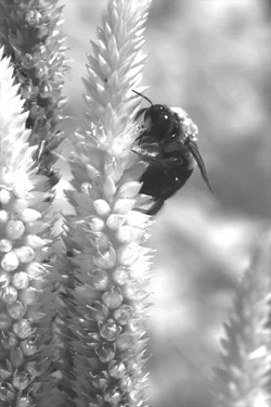 $BEE1.webp