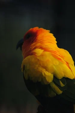$sunconure.webp