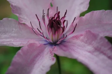 $clematis.webp