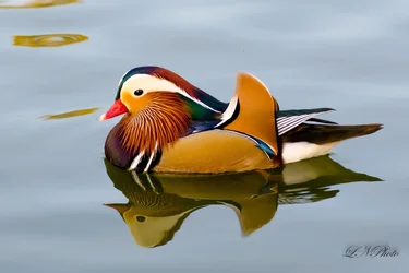 $Duck-1 resize.webp