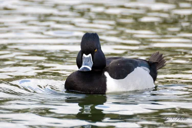 $Duck-2 resize.webp