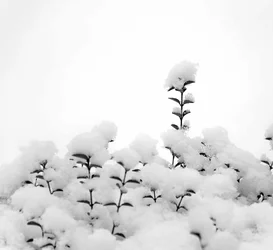 $Snow on Schrubb.BW.small.webp