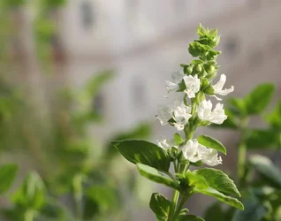 $perfect-flower1-3.webp