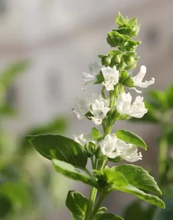 $perfect-flower-v-13.webp