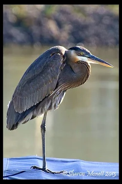 $heron.webp $heron.webp