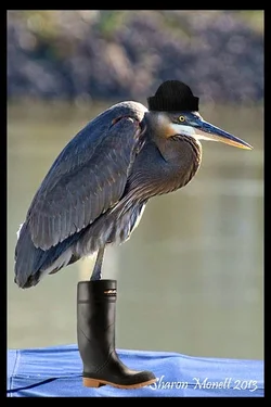 $heron2.webp $heron2.webp