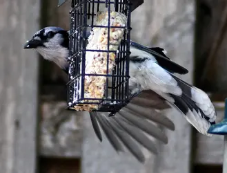 DSC_3503_edited.webp
